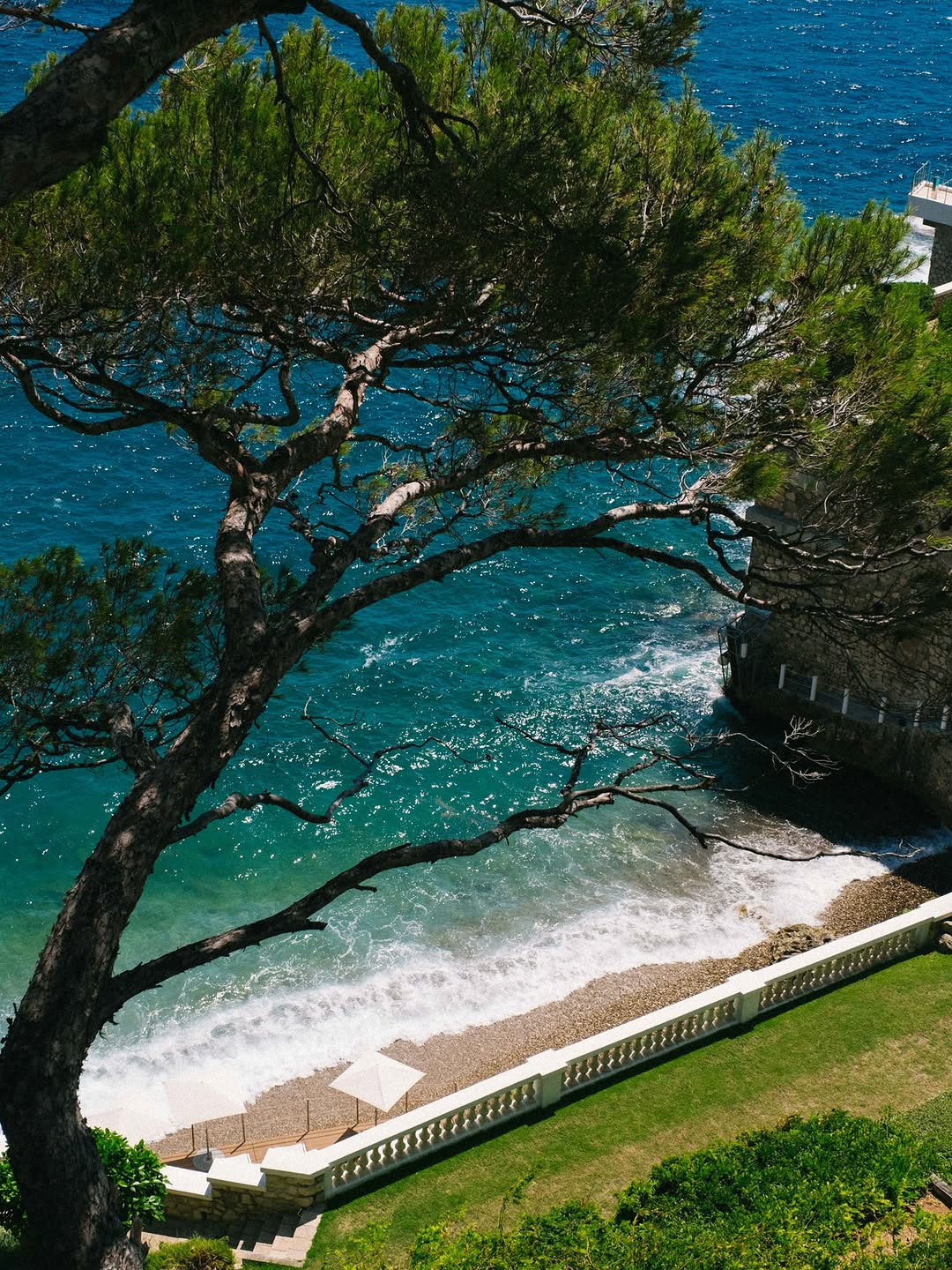 Pine tree above a Mediterranean cove